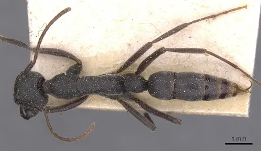 Leptogenys jeanneli specimen