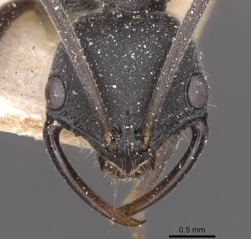 Leptogenys jeanneli specimen