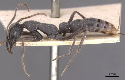 Leptogenys jeanneli specimen