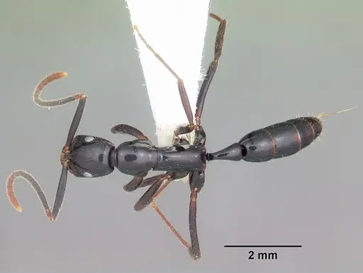 Leptogenys johary specimen