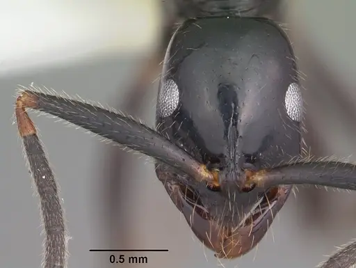 Leptogenys johary specimen