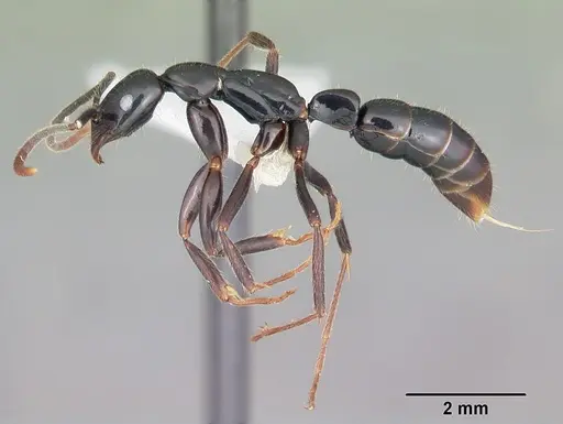 Leptogenys johary specimen
