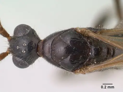 Leptogenys johary - CASENT0144593