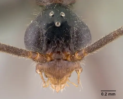 Leptogenys johary - CASENT0144593