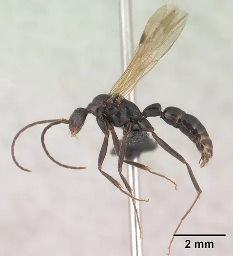 Leptogenys johary - CASENT0144593