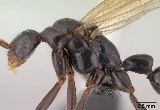 Leptogenys johary - CASENT0144593