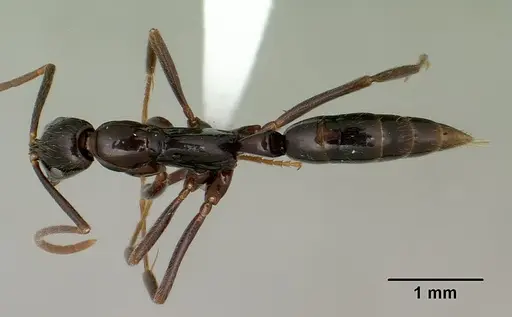 Leptogenys johary - CASENT0175314