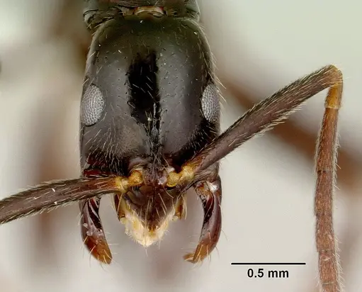 Leptogenys johary - CASENT0175314