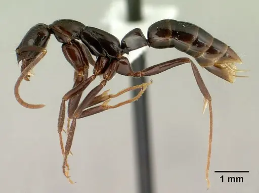 Leptogenys johary - CASENT0175314