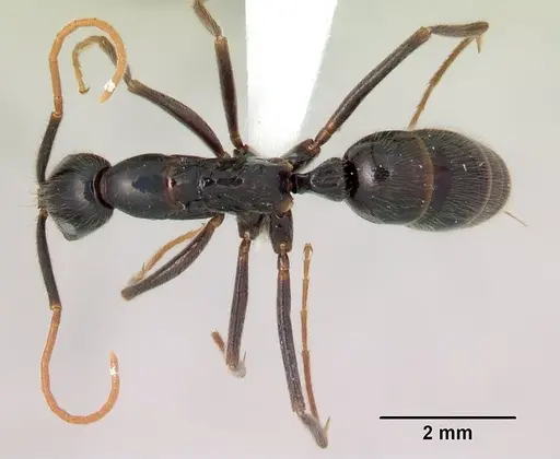 Leptogenys johary - CASENT0175417