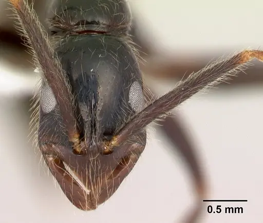 Leptogenys johary - CASENT0175417