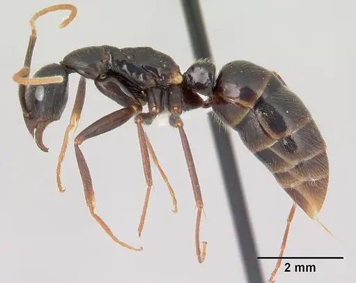 Leptogenys johary - CASENT0175417