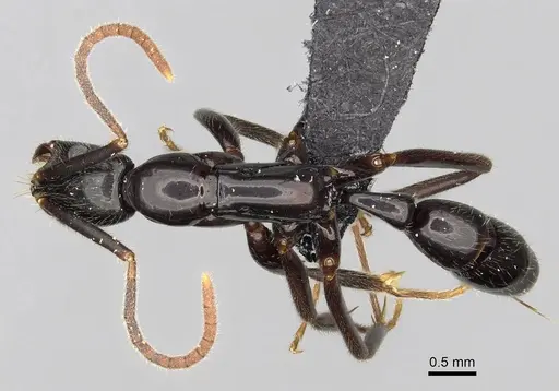 Leptogenys johary - CASENT0496266