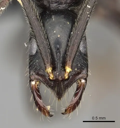 Leptogenys johary - CASENT0496266