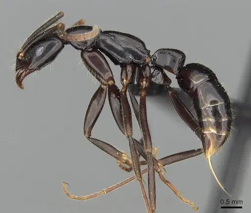 Leptogenys johary - CASENT0496266