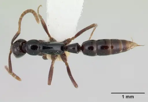 Leptogenys josephi specimen