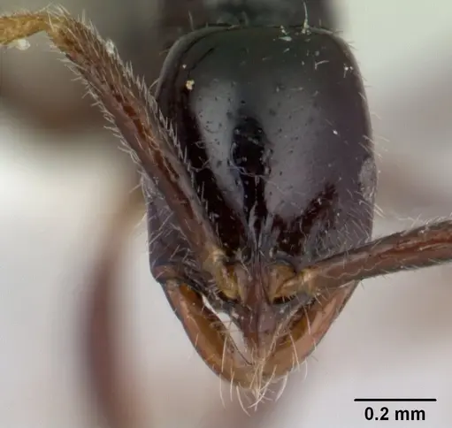 Leptogenys josephi specimen