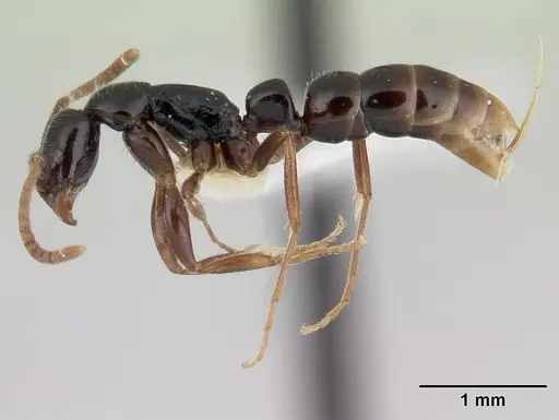 Leptogenys josephi specimen