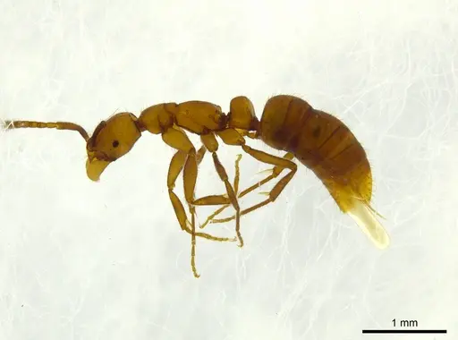 Leptogenys josephi - CASENT0624233