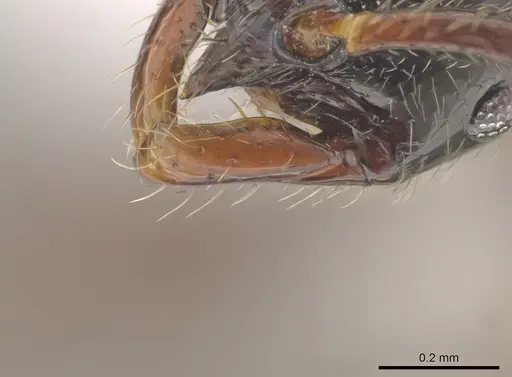 Leptogenys josephi - CASENT0654229