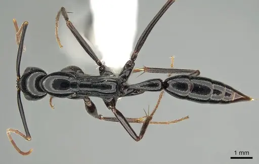 Leptogenys keysseri specimen