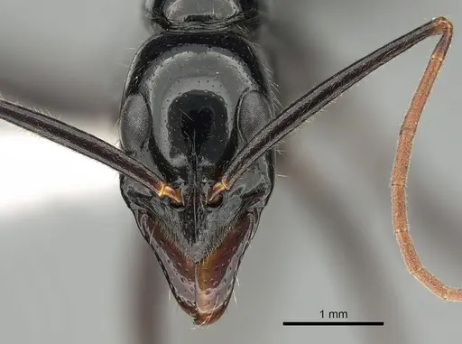 Leptogenys keysseri specimen