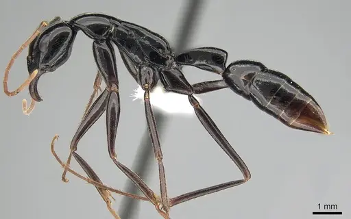 Leptogenys keysseri specimen