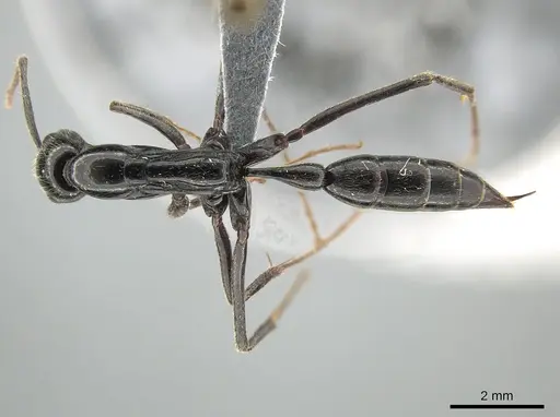 Leptogenys keysseri - CASENT0650189