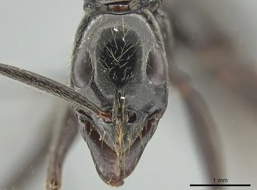 Leptogenys keysseri - CASENT0650189