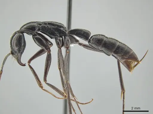 Leptogenys keysseri - CASENT0650189