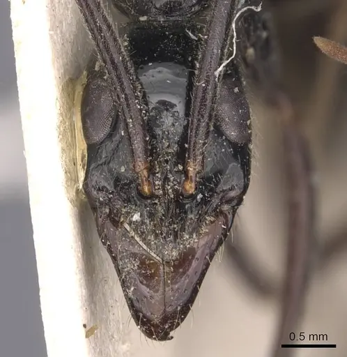 Leptogenys keysseri - CASENT0907395