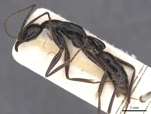 Leptogenys keysseri - CASENT0907395