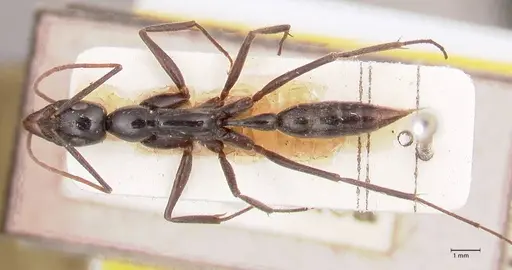 Leptogenys keysseri - FOCOL0917