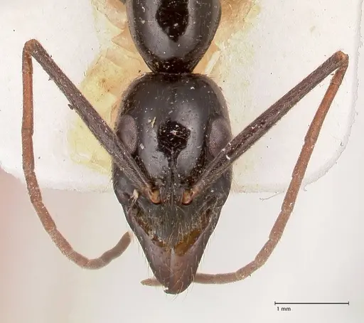 Leptogenys keysseri - FOCOL0917