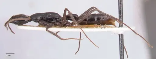 Leptogenys keysseri - FOCOL0917