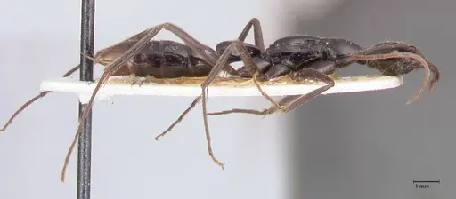 Leptogenys keysseri - FOCOL0917