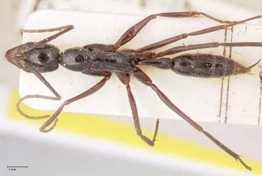 Leptogenys keysseri - FOCOL0918