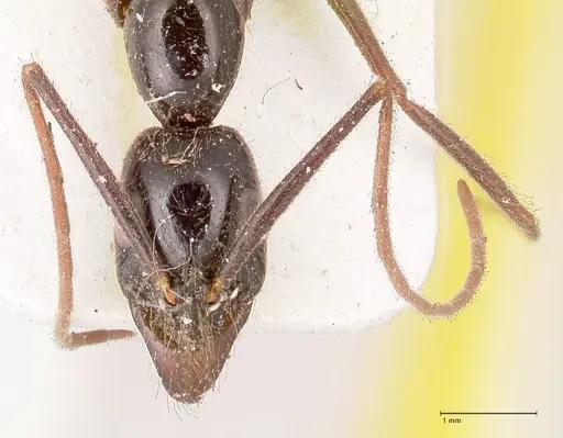 Leptogenys keysseri - FOCOL0918