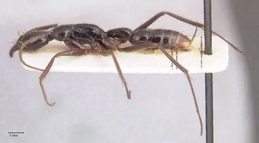 Leptogenys keysseri - FOCOL0918