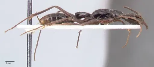 Leptogenys keysseri - FOCOL0918