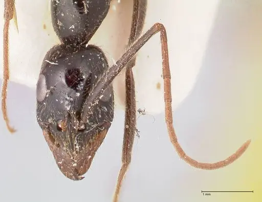 Leptogenys keysseri - FOCOL0919