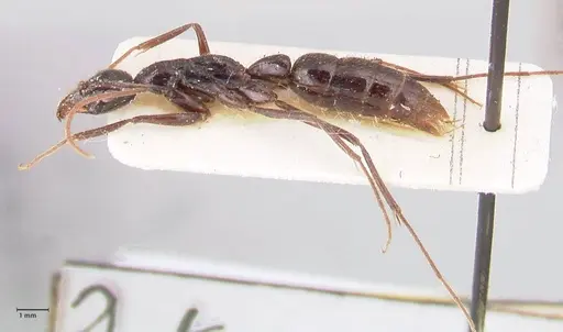Leptogenys keysseri - FOCOL0919