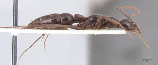 Leptogenys keysseri - FOCOL0919