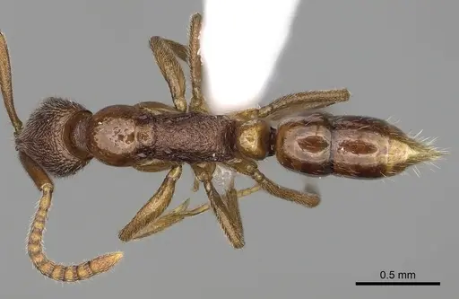 Leptogenys khaura specimen