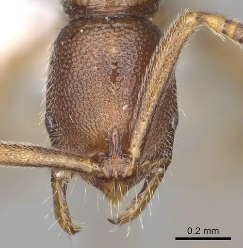 Leptogenys khaura specimen