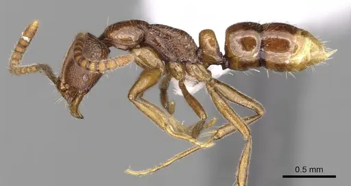 Leptogenys khaura specimen