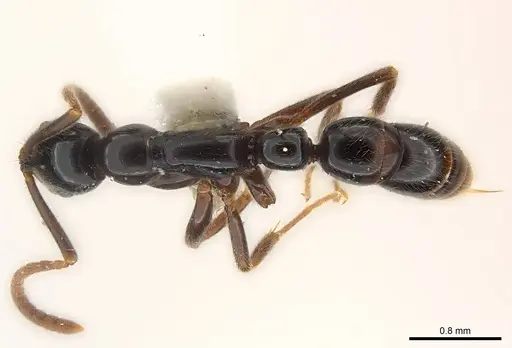 Leptogenys kiche specimen