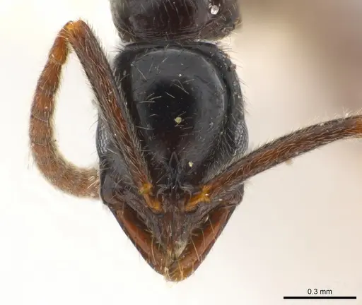 Leptogenys kiche specimen