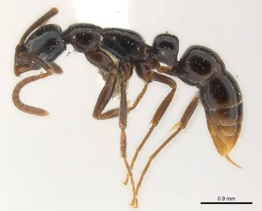 Leptogenys kiche specimen