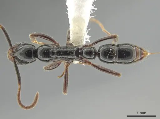 Leptogenys kiche - CASENT0611864